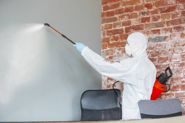 Best Water Damage & Mold Remediation  in Manana, HI