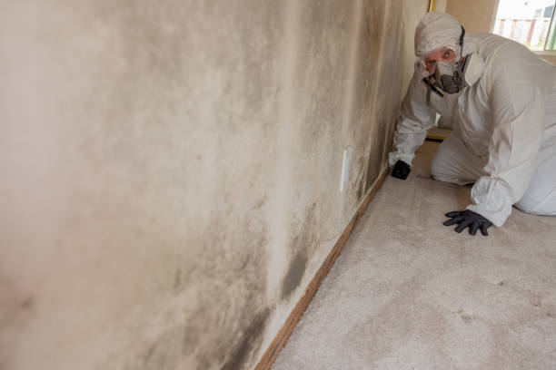 Best Forensic Mold Investigation  in Manana, HI